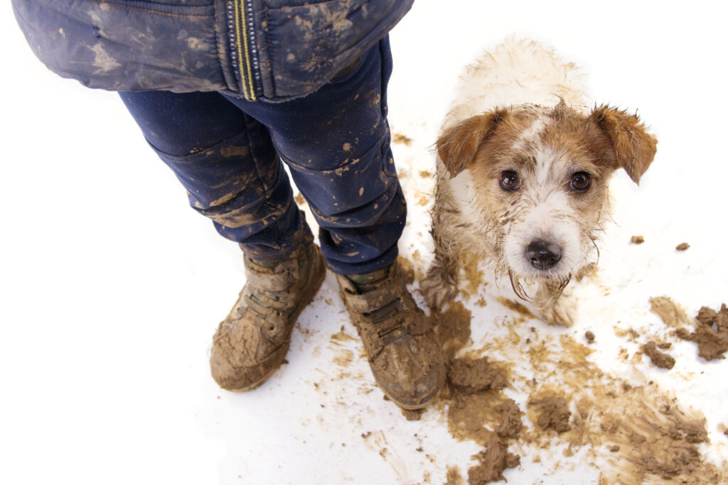 Muddy boots and a small, white and brown dog covered in mud looking up, standing on a white background with splattered mud around, capturing a moment after outdoor play.