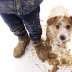 Muddy boots and a small, white and brown dog covered in mud looking up, standing on a white background with splattered mud around, capturing a moment after outdoor play.